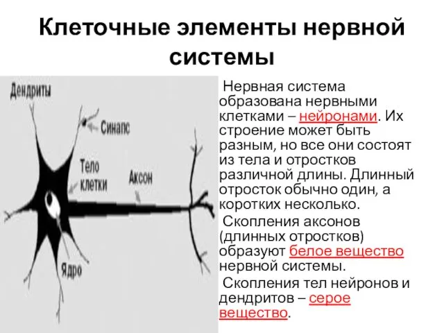 Нервная система образована нервными клетками – нейронами. Их строение может быть