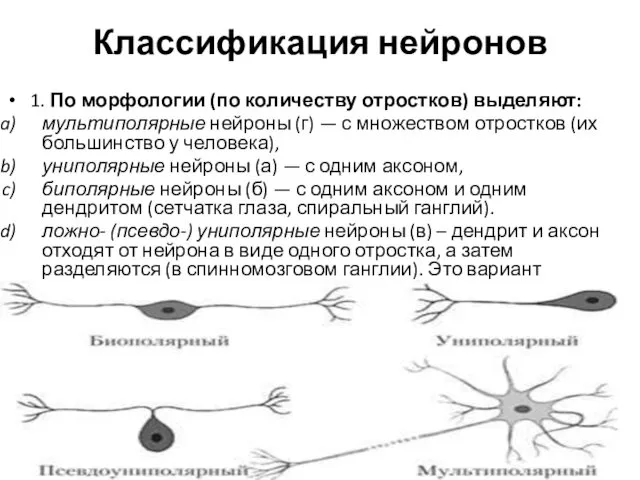 Классификация нейронов 1. По морфологии (по количеству отростков) выделяют: мультиполярные нейроны