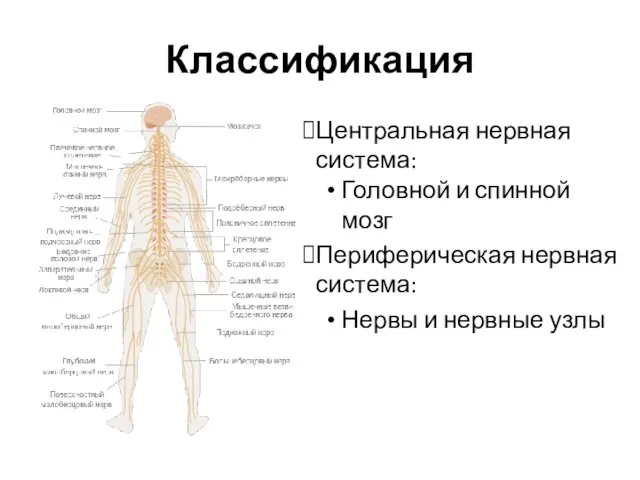 Центральная нервная система: Головной и спинной мозг Периферическая нервная система: Нервы и нервные узлы Классификация