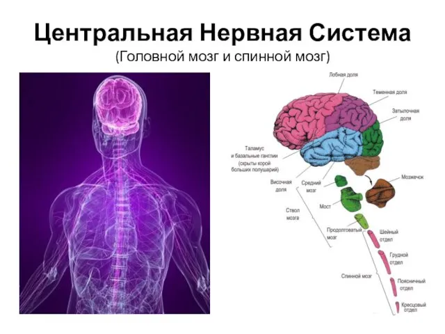 Центральная Нервная Система (Головной мозг и спинной мозг)