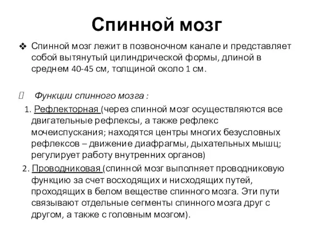 Спинной мозг лежит в позвоночном канале и представляет собой вытянутый цилиндрической