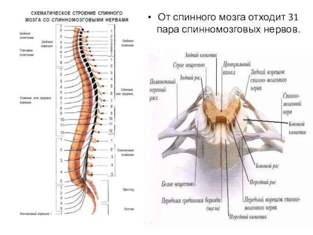 От спинного мозга отходит 31 пара спинномозговых нервов.