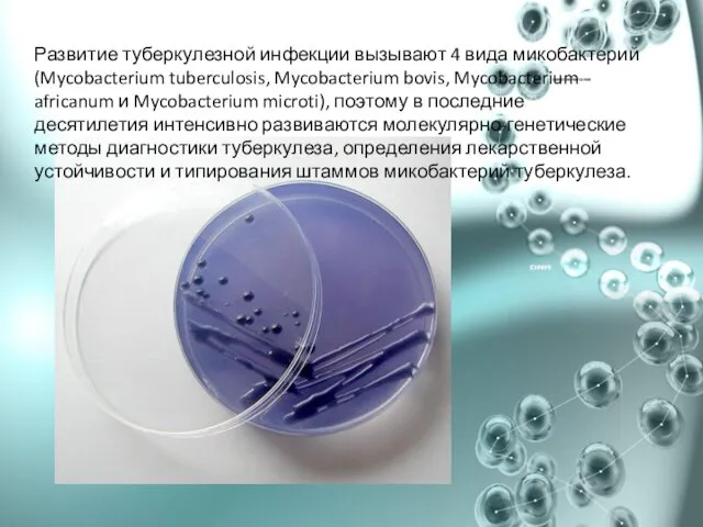 Развитие туберкулезной инфекции вызывают 4 вида микобактерий (Mycobacterium tuberculosis, Mycobacterium bovis,