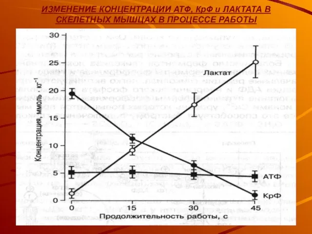 ИЗМЕНЕНИЕ КОНЦЕНТРАЦИИ АТФ, КрФ и ЛАКТАТА В СКЕЛЕТНЫХ МЫШЦАХ В ПРОЦЕССЕ РАБОТЫ