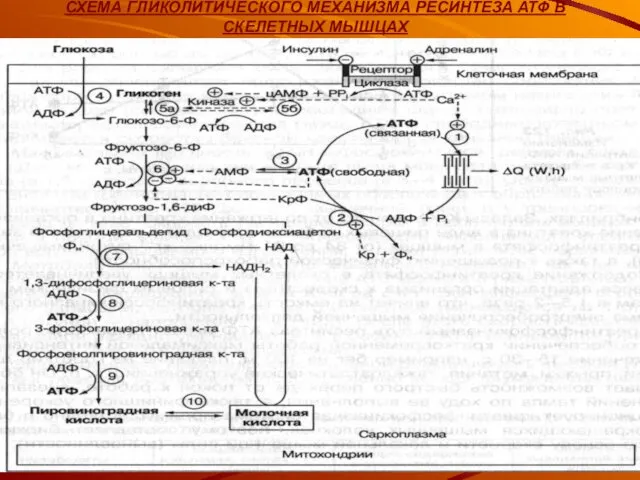 СХЕМА ГЛИКОЛИТИЧЕСКОГО МЕХАНИЗМА РЕСИНТЕЗА АТФ В СКЕЛЕТНЫХ МЫШЦАХ