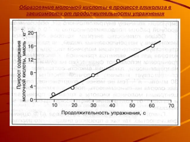 Образование молочной кислоты в процессе гликолиза в зависимости от продолжительности упражнения