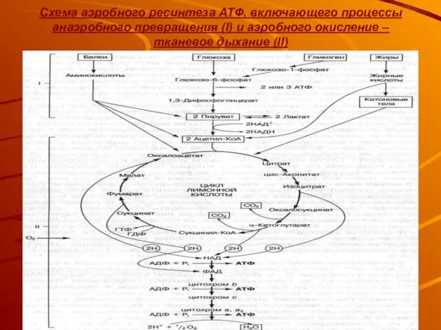 Схема аэробного ресинтеза АТФ, включающего процессы анаэробного превращения (I) и аэробного окисление – тканевое дыхание (II)