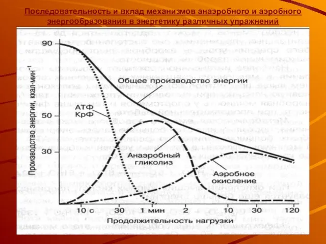 Последовательность и вклад механизмов анаэробного и аэробного энергообразования в энергетику различных упражнений