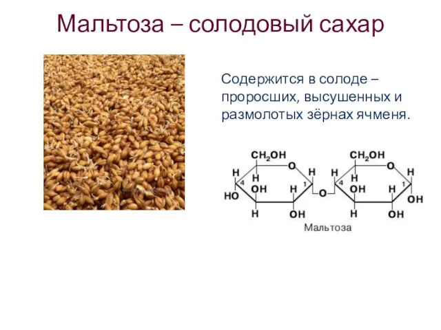 Мальтоза – солодовый сахар Содержится в солоде – проросших, высушенных и размолотых зёрнах ячменя.