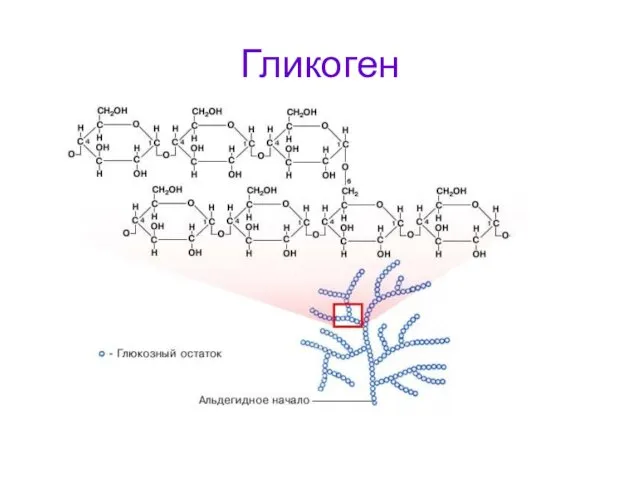 Гликоген