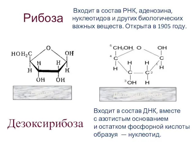 Рибоза Входит в состав РНК, аденозина, нуклеотидов и других биологических важных