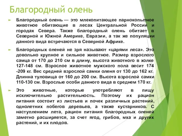 Благородный олень Благородный олень — это млекопитающее парнокопытное животное обитающие в