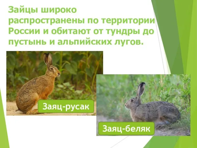 Зайцы широко распространены по территории России и обитают от тундры до