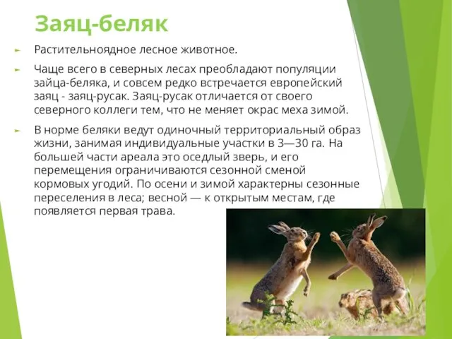 Заяц-беляк Растительноядное лесное животное. Чаще всего в северных лесах преобладают популяции