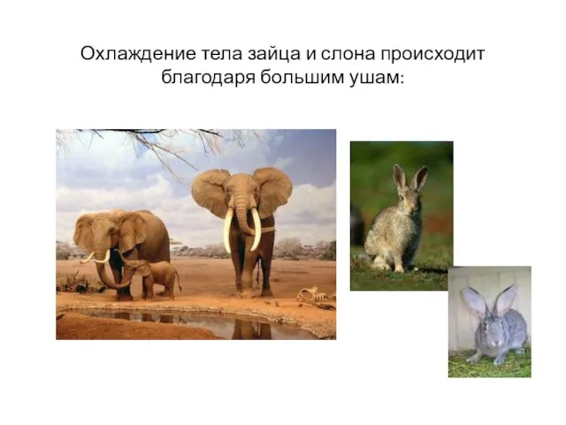 Охлаждение тела зайца и слона происходит благодаря большим ушам: