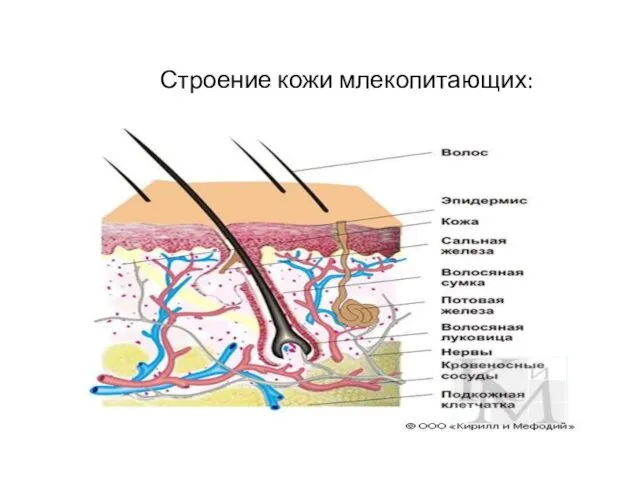 Строение кожи млекопитающих: