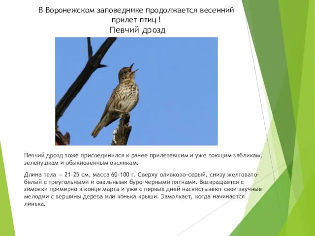 В Воронежском заповеднике продолжается весенний прилет птиц ! Певчий дрозд Певчий