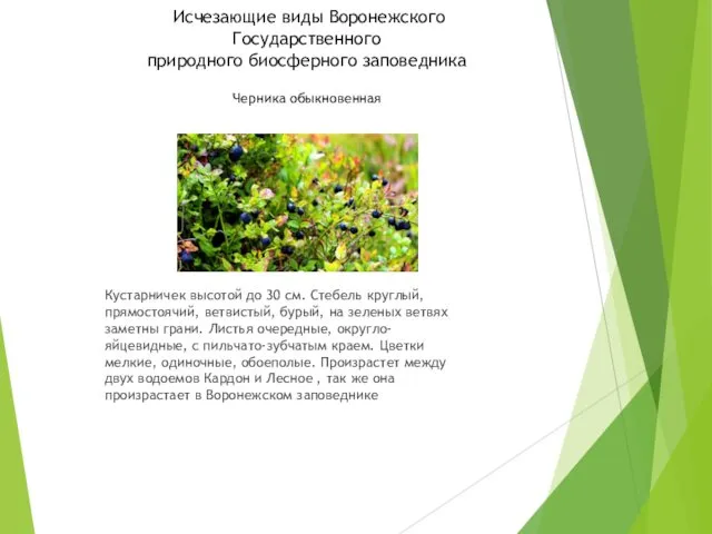 Исчезающие виды Воронежского Государственного природного биосферного заповедника Черника обыкновенная Кустарничек высотой