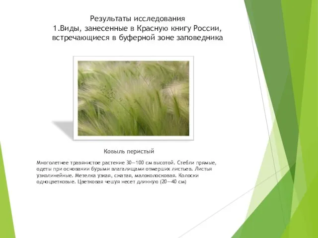 Результаты исследования 1.Виды, занесенные в Красную книгу России, встречающиеся в буферной