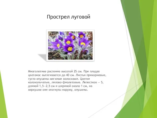 Прострел луговой Многолетнее растение высотой 25 см. При плодах цветонос вытягивается