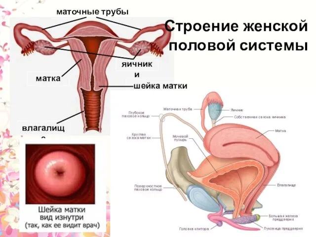 Строение женской половой системы матка яичники маточные трубы шейка матки влагалище