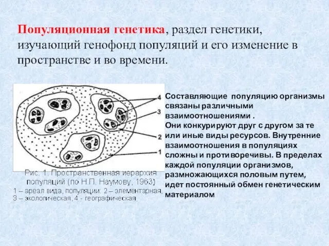 Популяционная генетика, раздел генетики, изучающий генофонд популяций и его изменение в