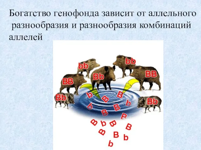 Богатство генофонда зависит от аллельного разнообразия и разнообразия комбинаций аллелей