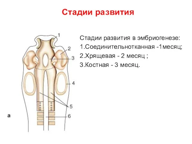 Стадии развития в эмбриогенезе: 1.Соединительнотканная -1месяц; 2.Хрящевая - 2 месяц ;