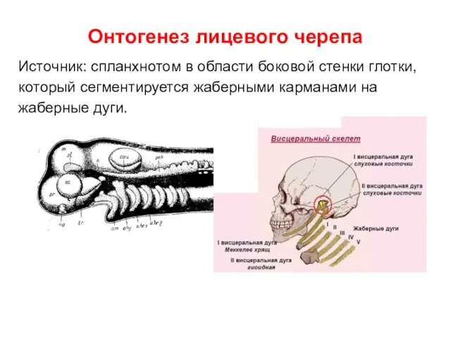 Онтогенез лицевого черепа Источник: спланхнотом в области боковой стенки глотки, который