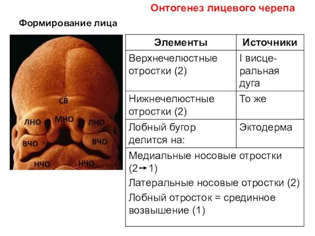 Формирование лица Онтогенез лицевого черепа