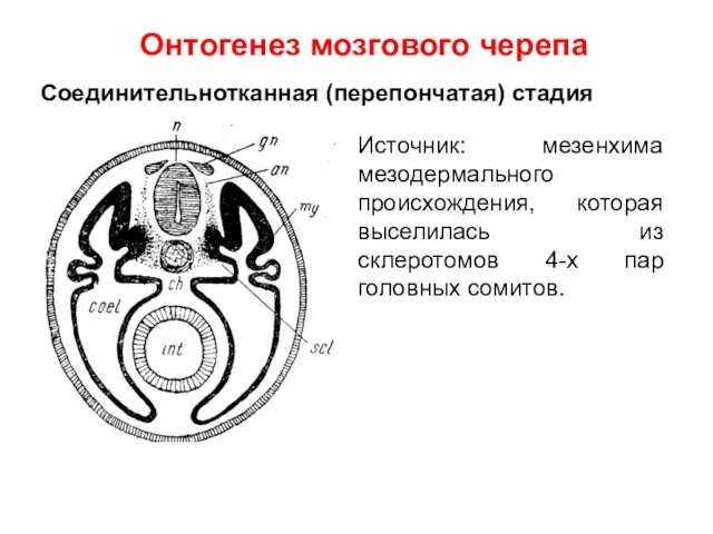 Источник: мезенхима мезодермального происхождения, которая выселилась из склеротомов 4-х пар головных