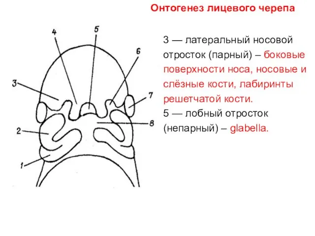 3 — латеральный носовой отросток (парный) – боковые поверхности носа, носовые