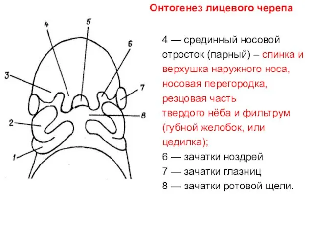 4 — срединный носовой отросток (парный) – спинка и верхушка наружного