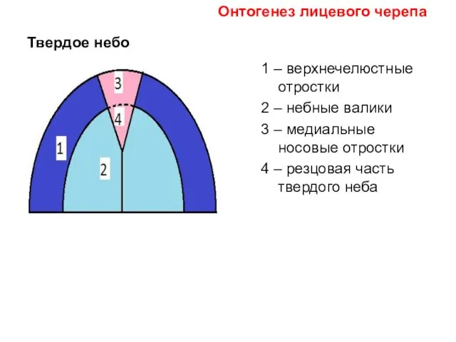 Твердое небо 1 – верхнечелюстные отростки 2 – небные валики 3