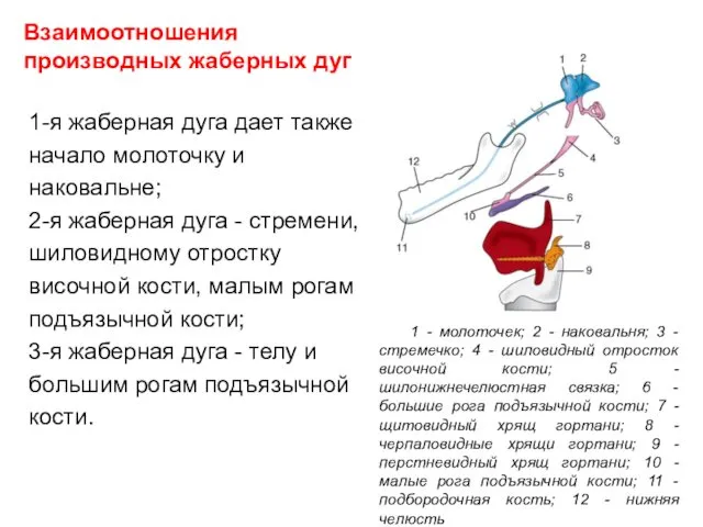 Взаимоотношения производных жаберных дуг 1-я жаберная дуга дает также начало молоточку