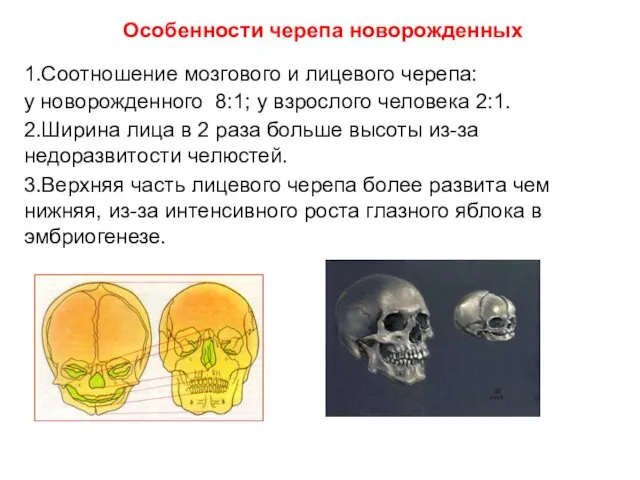 Особенности черепа новорожденных 1.Соотношение мозгового и лицевого черепа: у новорожденного 8:1;