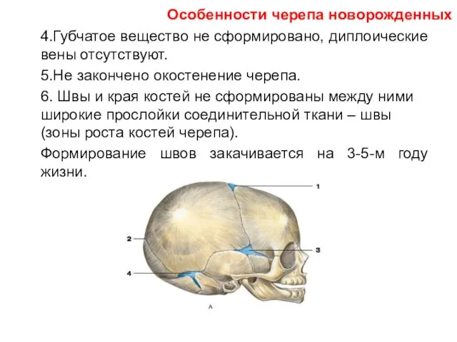 4.Губчатое вещество не сформировано, диплоические вены отсутствуют. 5.Не закончено окостенение черепа.