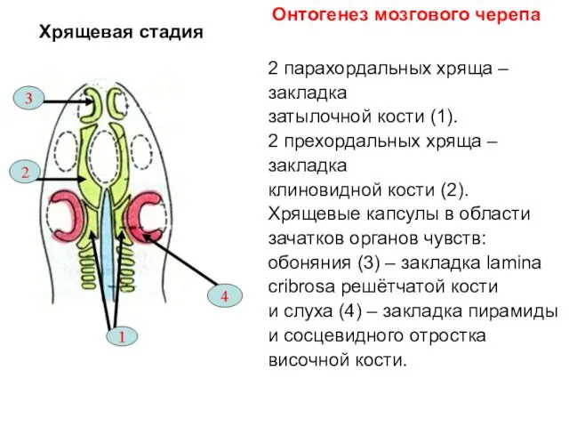 Хрящевая стадия 2 парахордальных хряща – закладка затылочной кости (1). 2