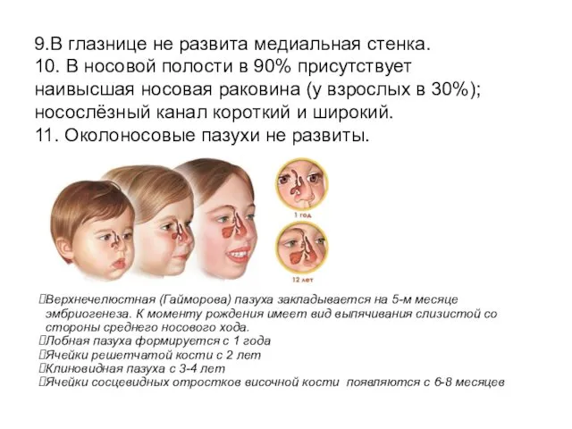 9.В глазнице не развита медиальная стенка. 10. В носовой полости в