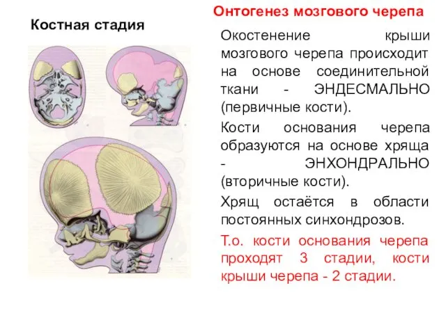 Окостенение крыши мозгового черепа происходит на основе соединительной ткани - ЭНДЕСМАЛЬНО