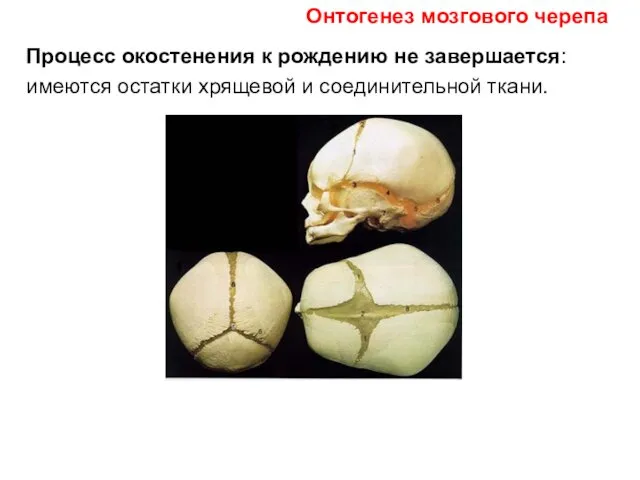 Процесс окостенения к рождению не завершается: имеются остатки хрящевой и соединительной ткани. Онтогенез мозгового черепа