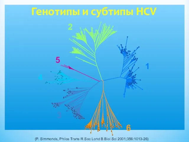 Генотипы и субтипы HCV (P. Simmonds, Philos Trans R Soc Lond B Biol Sci 2001;356:1013-26)