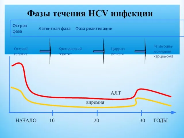 Фазы течения HCV инфекции АЛТ виремия