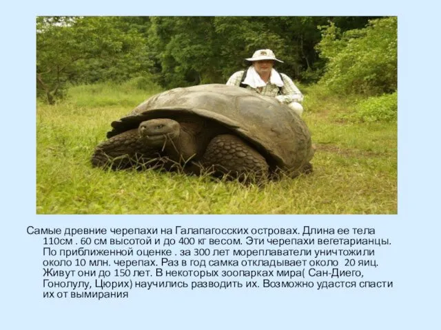 Самые древние черепахи на Галапагосских островах. Длина ее тела 110см .
