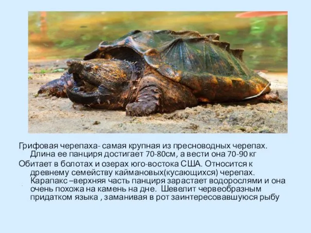 Грифовая черепаха- самая крупная из пресноводных черепах. Длина ее панциря достигает