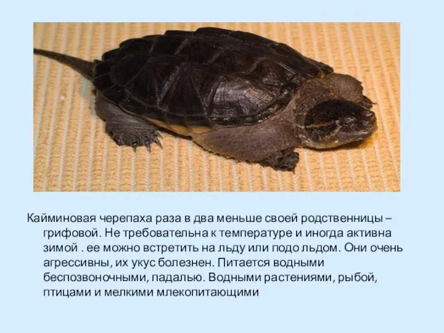 Кайминовая черепаха раза в два меньше своей родственницы –грифовой. Не требовательна