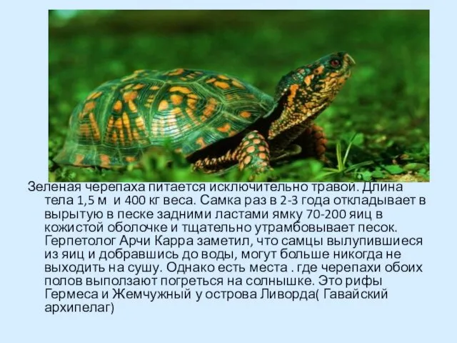 Зеленая черепаха питается исключительно травой. Длина тела 1,5 м и 400