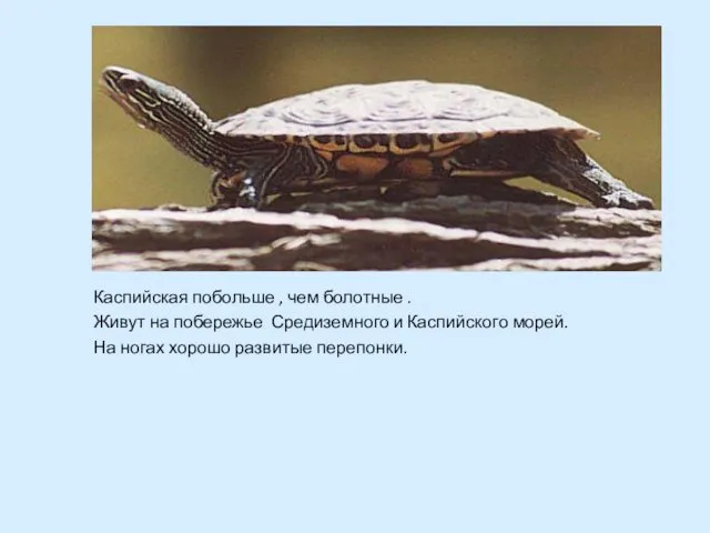 Каспийская побольше , чем болотные . Живут на побережье Средиземного и