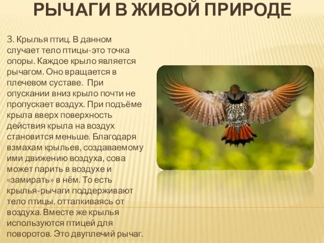 РЫЧАГИ В ЖИВОЙ ПРИРОДЕ 3. Крылья птиц. В данном случает тело