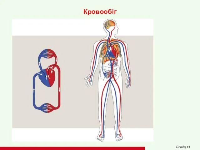 Кровообіг Слайд 13